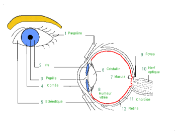 Les problèmes oculaires